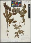 Foto von Salix appendiculata Vill. x Salix hastata L.